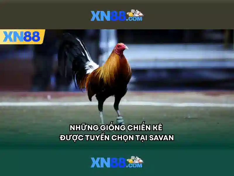Kết luận về xn88