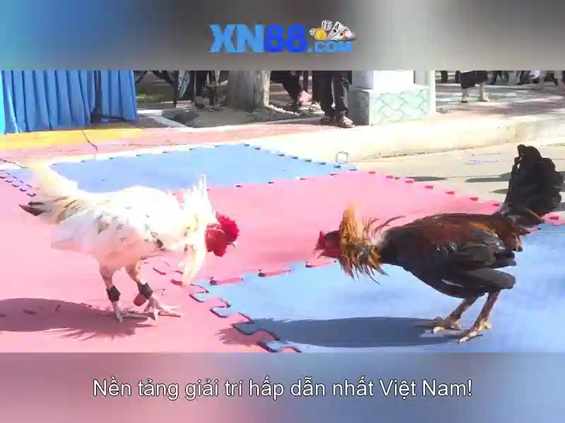 Xn88: Khám phá nền tảng giải trí và cược trực tuyến