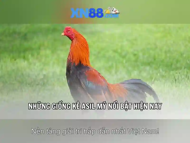 Các trò chơi và chức năng