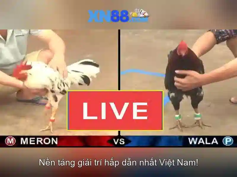 Dòng sản phẩm và dịch vụ của xn88