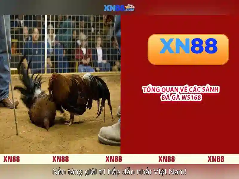Giới thiệu về xn88