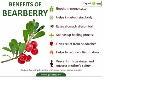 Benefits of Bearberry Supplements